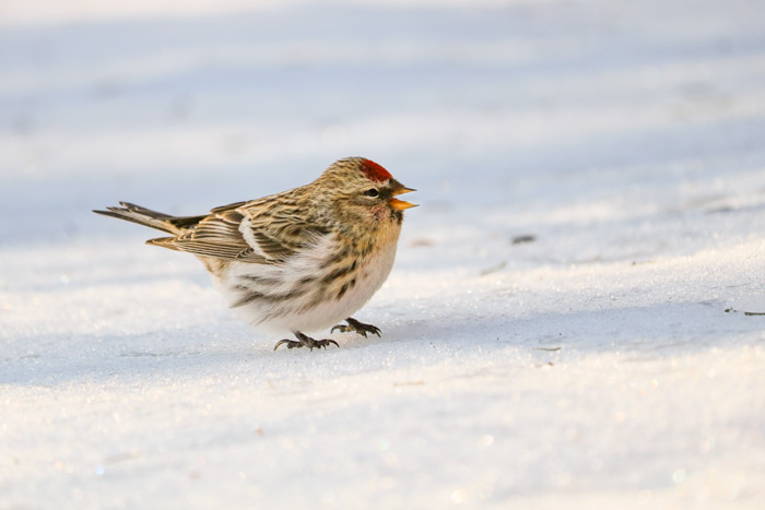 Common Redpoll In The Snow