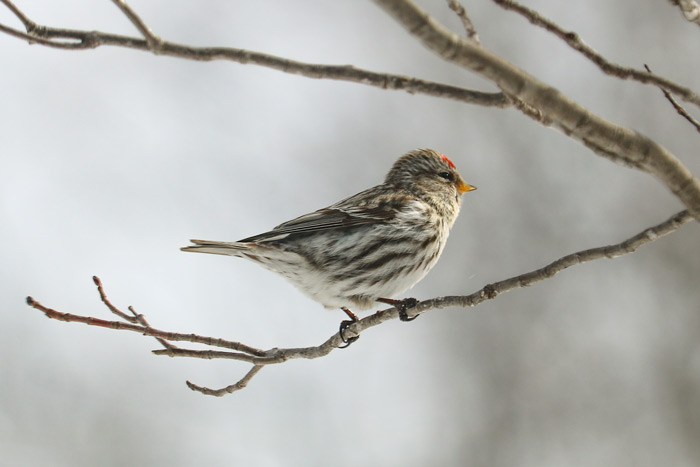 Common Redpoll In A Tree