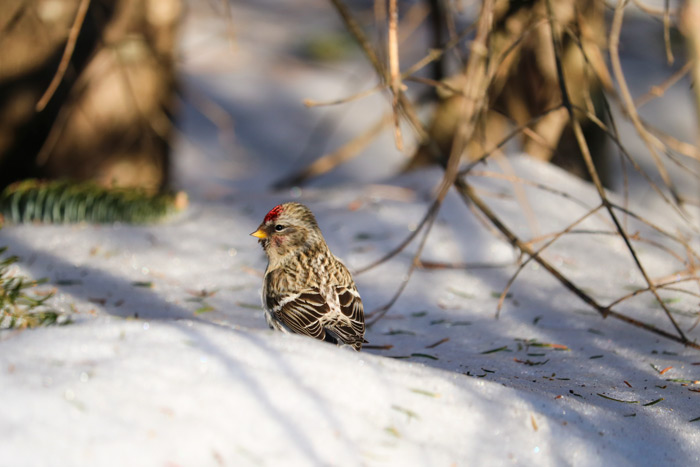 Common Redpoll In The Woods