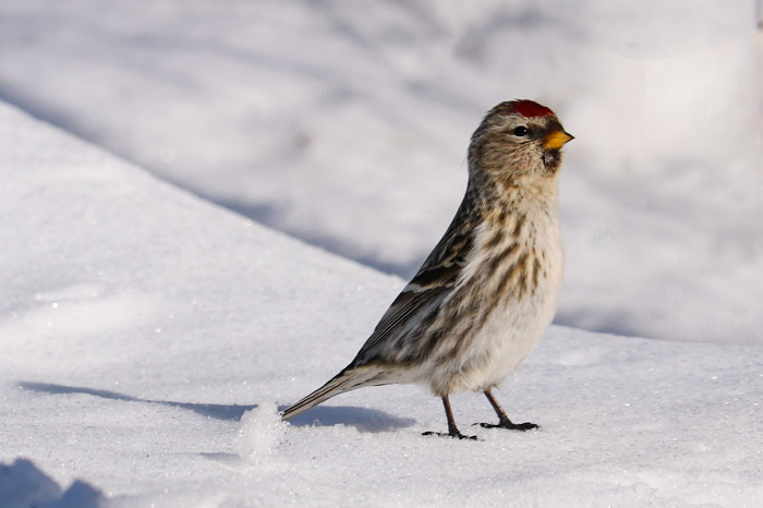 Common Redpoll In The Snow In The Backyard