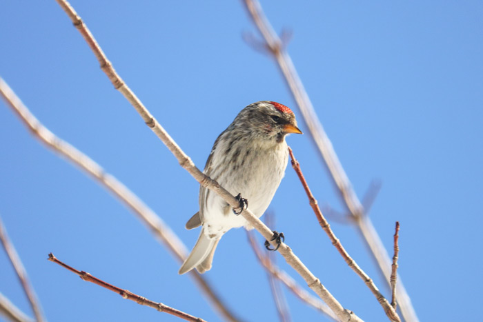 A Perching Common Redpoll Against A Blue Sky