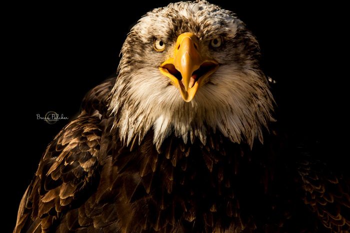 Eagle Close Up