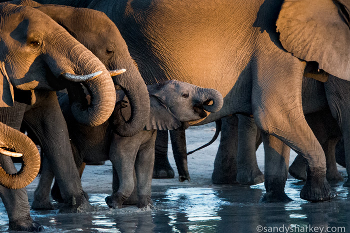 Elephants At The Waterhole