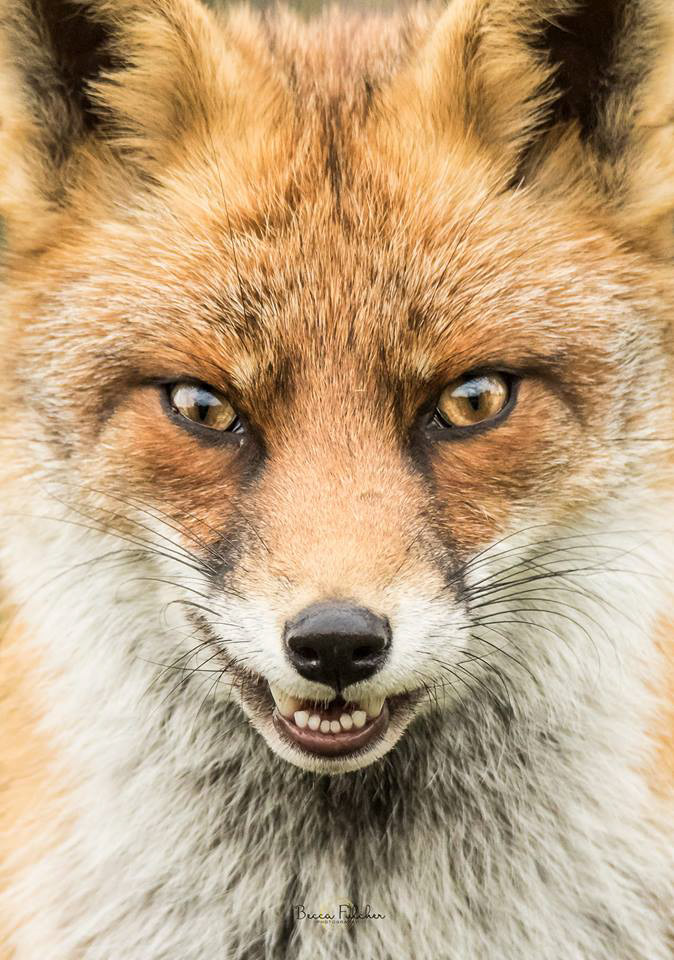 Fox Close Up