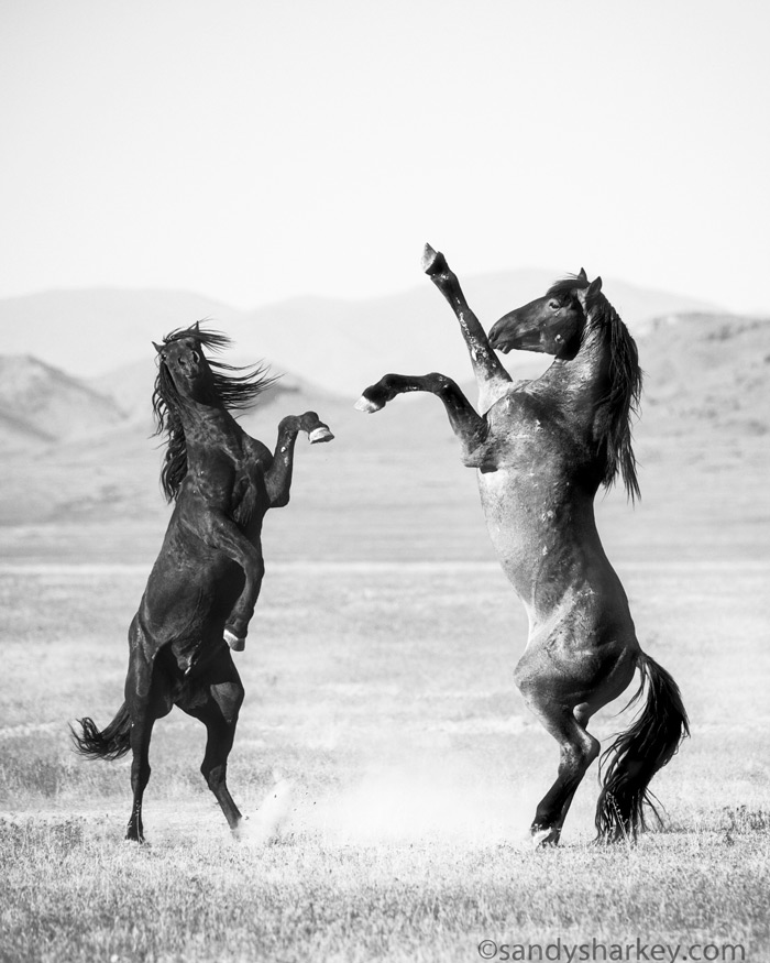 Onaqui Horses