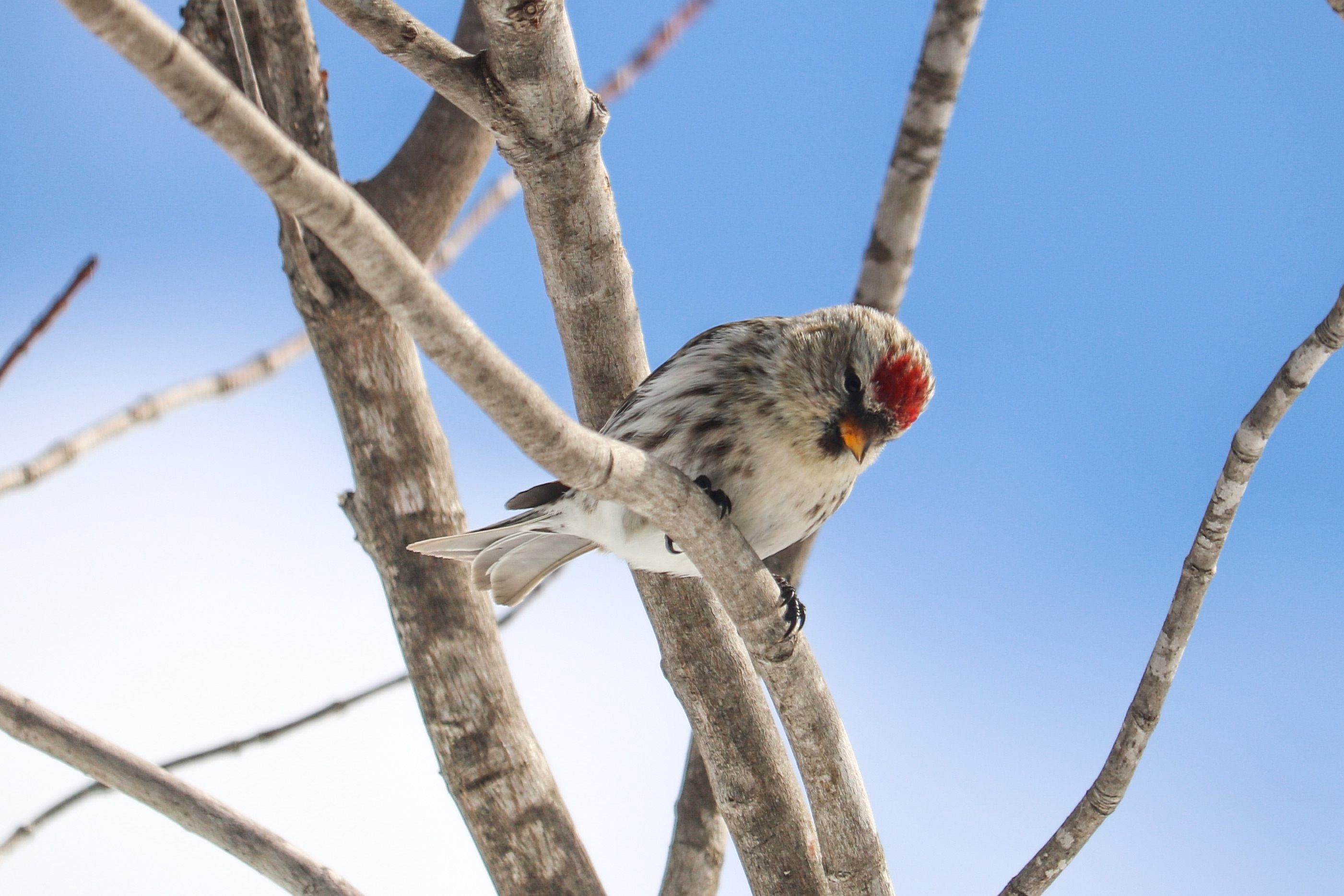 Redpoll With Blue Sky In The Background