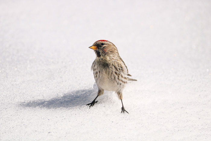 A Close Up Of A Common Redpoll