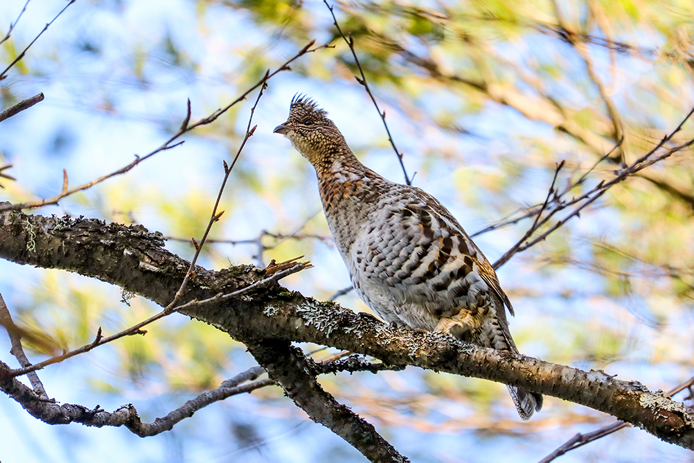 Ruffed Grouse In The Woods