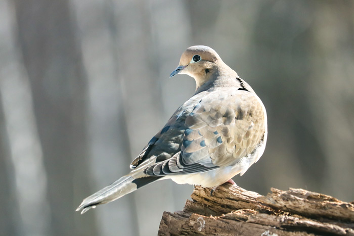 Back Of Mourning Dove