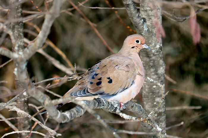 Mourning Dove In Trees
