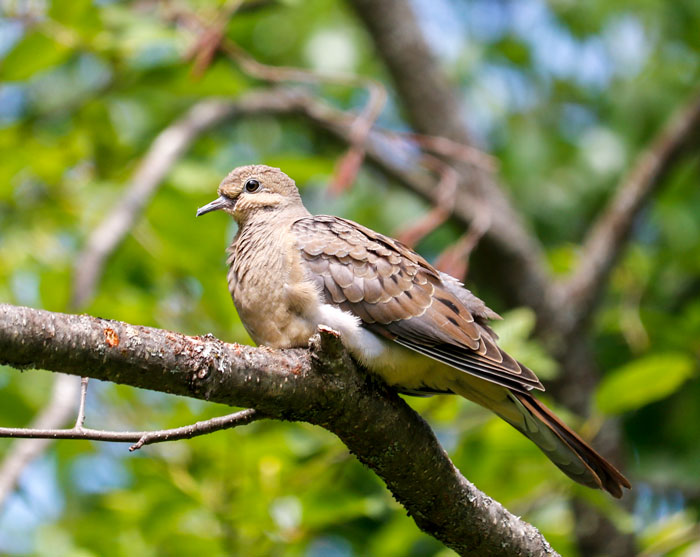 Mourning Dove In The Spring 6-8
