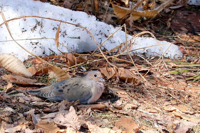 Mourning Dove In The Leaves