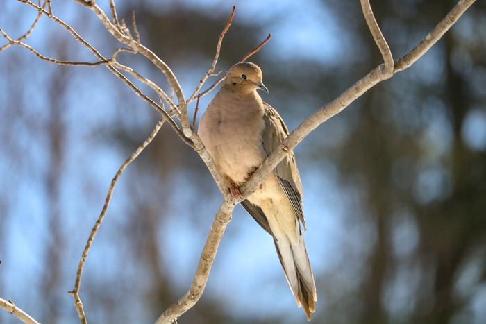 Mourning Dove Looking Down