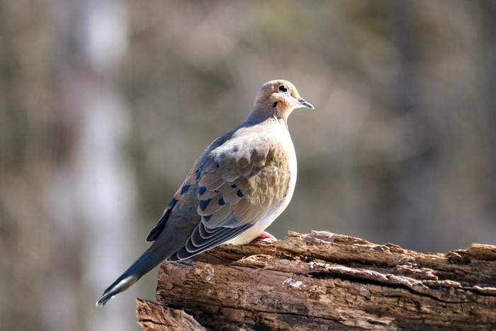 Mourning Dove Looking Up To The Sky