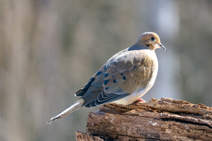 Mourning Dove Perching On Log