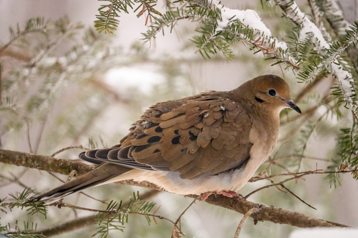 Mourning Dove Perched In The Pines