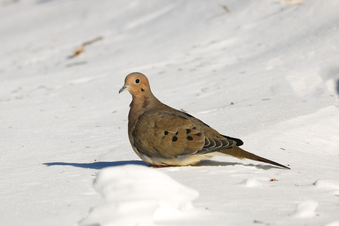 Mourning Dove In The Snow