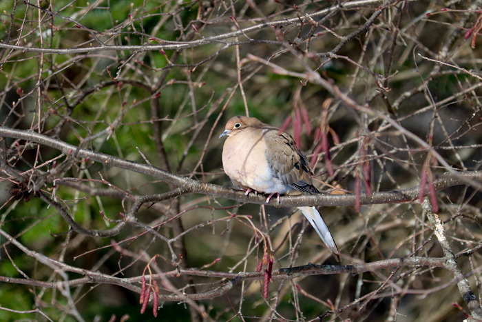 Mourning Dove In Sun