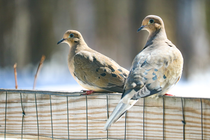A Perching Pair Of Doves