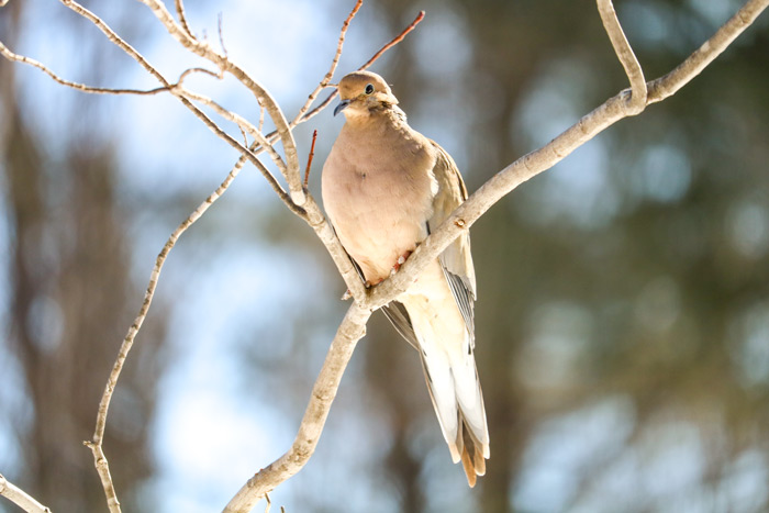 Perching Mourning Dove