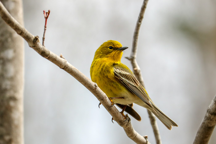Pine Warbler Perching On A Branch