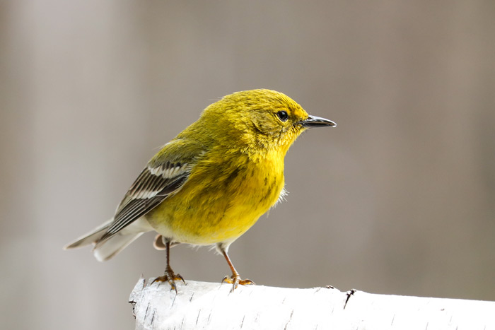 Side View Of A Perching Pine Warbler On Birch