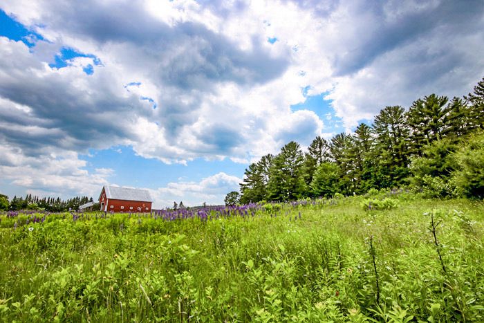 A Red Barn And A Field Of Purple Lupines