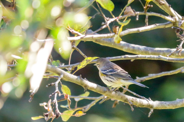 An Image Of A Female Yellow Rumped Warbler