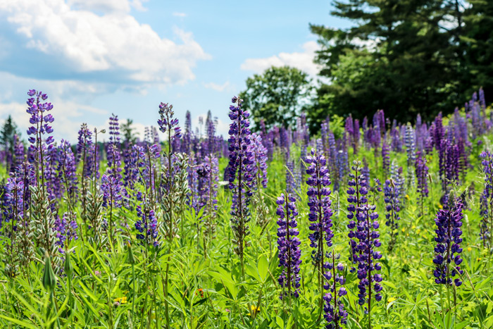A Sunday Drive and Photographing Lupines in Western Maine