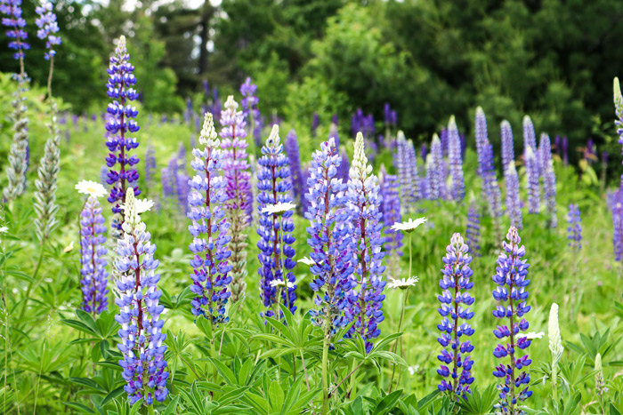 Lupines And Wildflowers