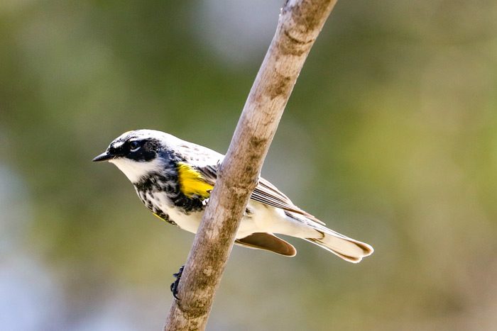A Perching Male Yeloow Throated Warbler