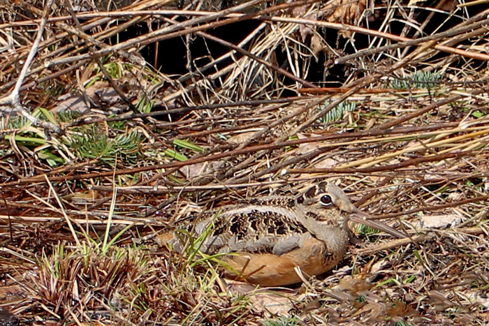 A Sitting American Woodcock In The Brush