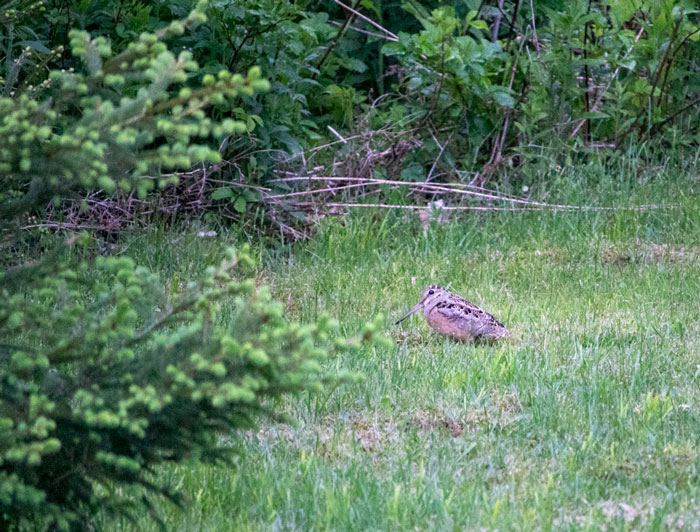 Woodcock At Dusk