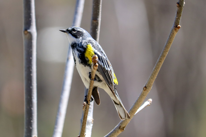A Perching Yellow Throated Warbler 
