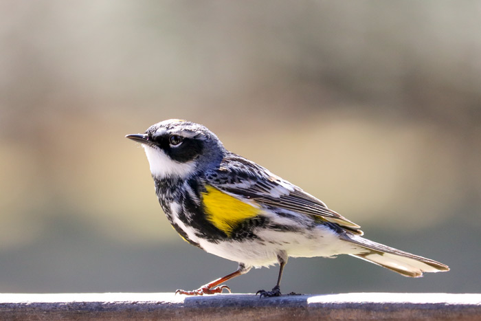 A Male Yellow Rumped Warbler Perching On A Wooden Fence