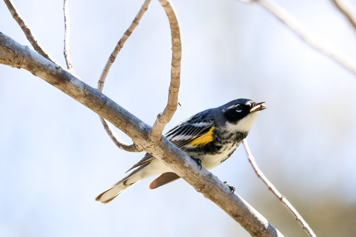 An Image Of A Yellow Throated Warbler With An Insect In Its Mouth