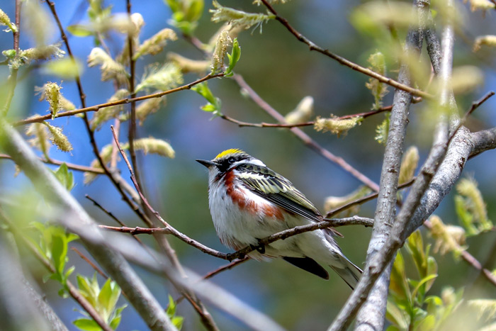 A Chestnut Sided Warbler In Maine