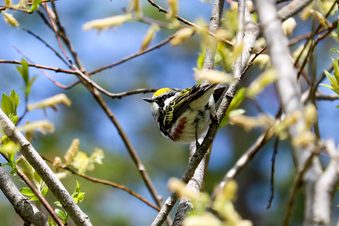 A Male Chestnut Sided Warbler 