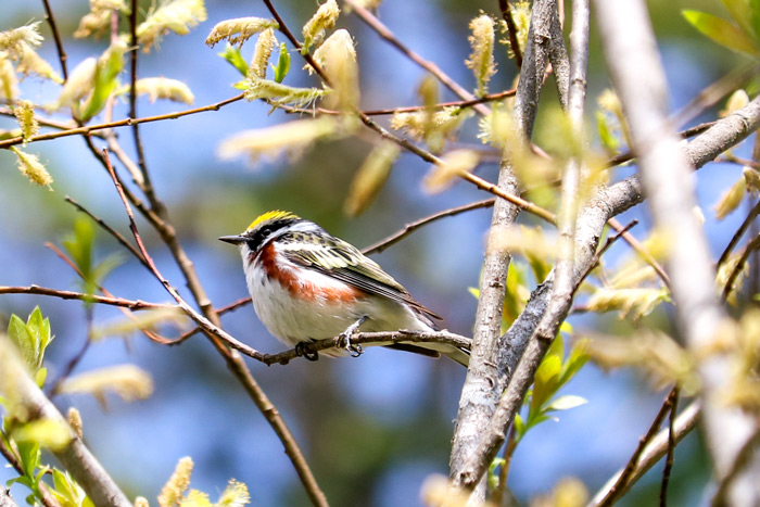 A Perching Chestnut Sided Warbler