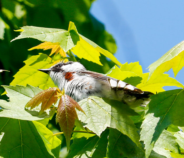 Chestnut Sided Warbler Perching In A Maple Tree