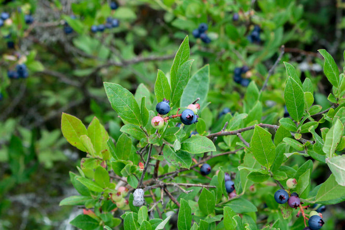 Maine Blueberries