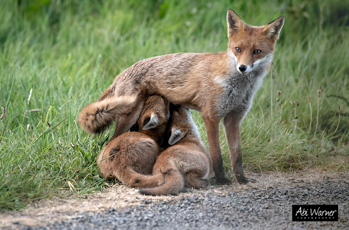 A Fox Mother With Her Kits
