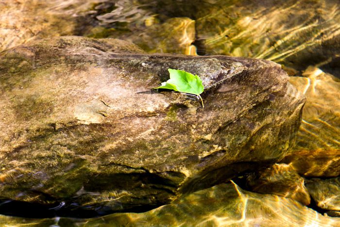 Leaf On Rock
