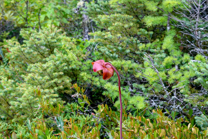 Northern Pitcher Plant In Bangor Maine