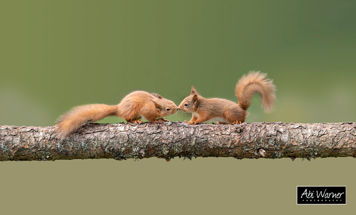 Two Red Squirrels Touching Noses