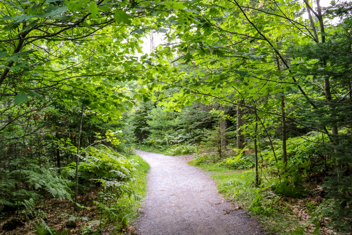 Wooded Trail