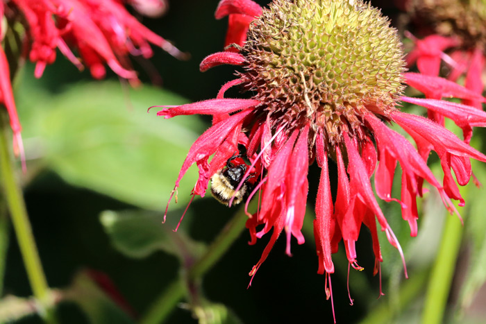 A Bee Enjoying The Nectar Of A Bee Balm
