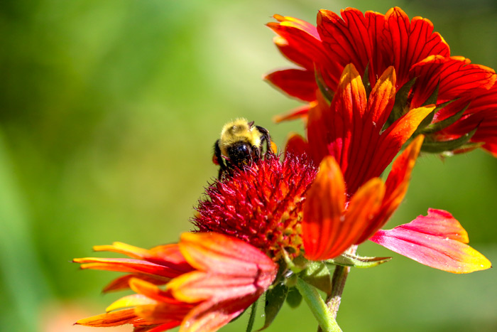 Bee On A Blanket Flower