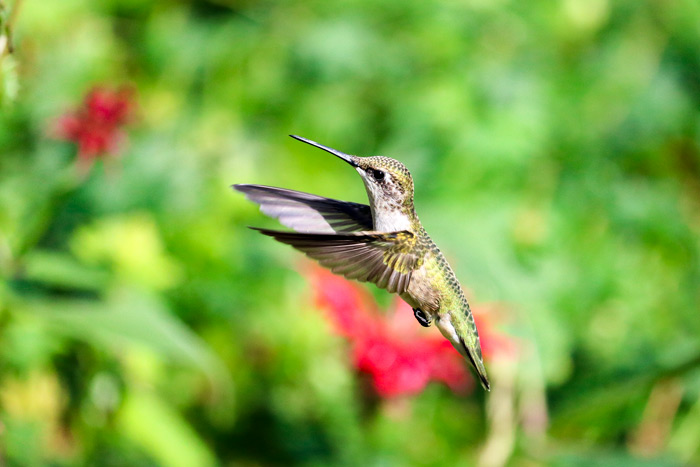 Ruby Throated Hummingbird In Flight In New England