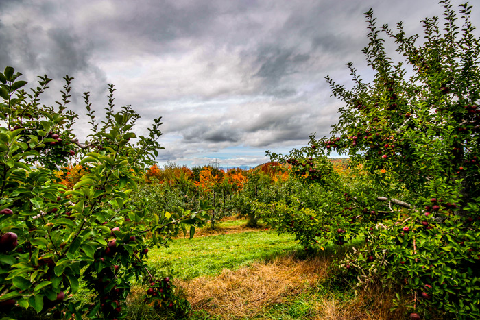 Cloudy Day At The Orchard